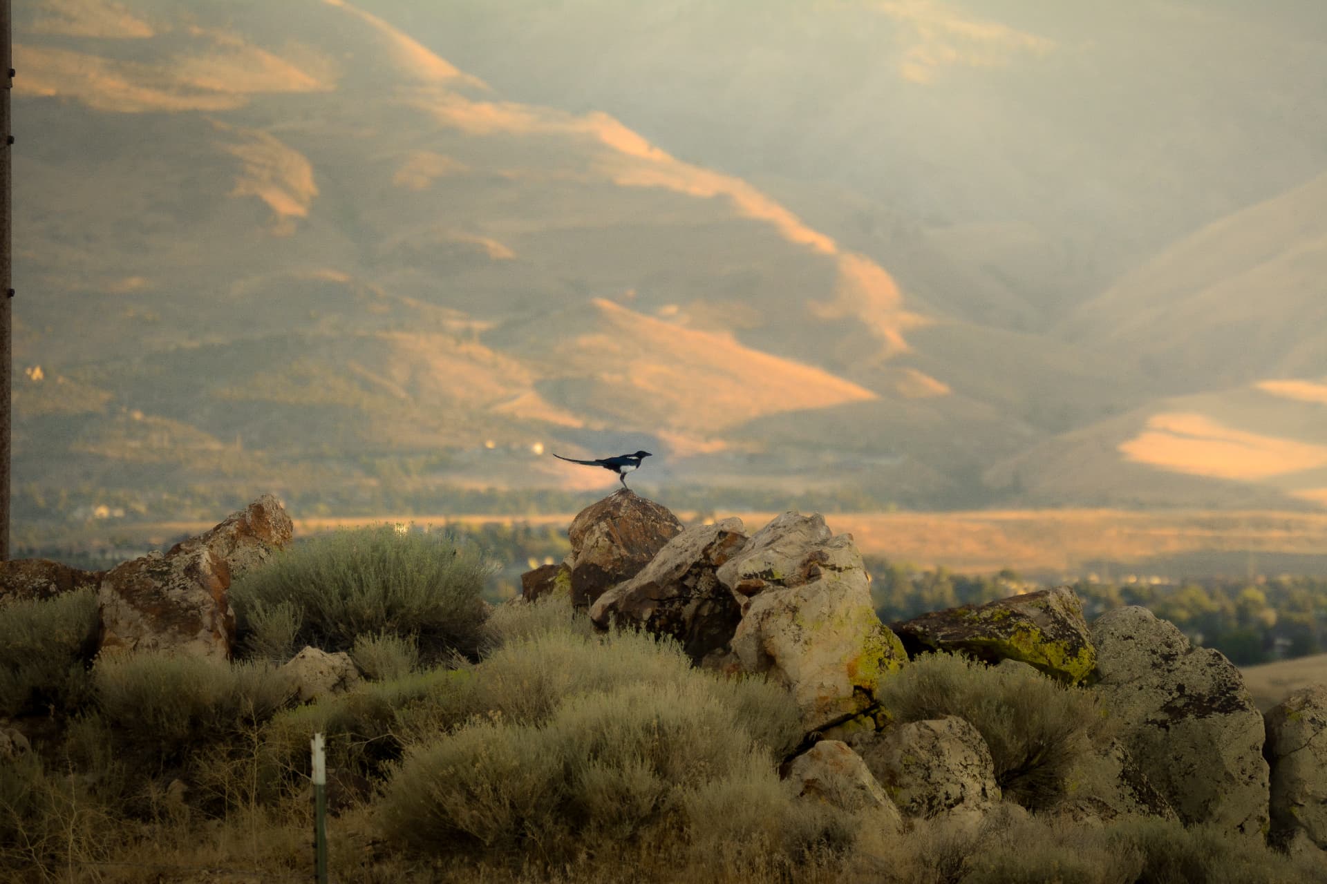 A magpie on a boulder above the sagebrush foothills