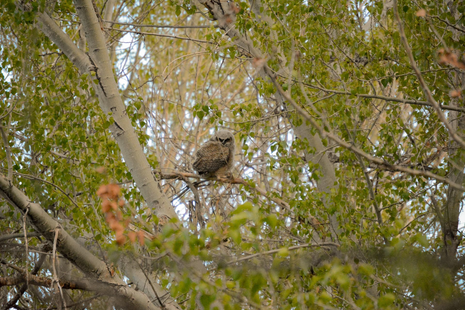 An owlet resting on a cottonwood branch