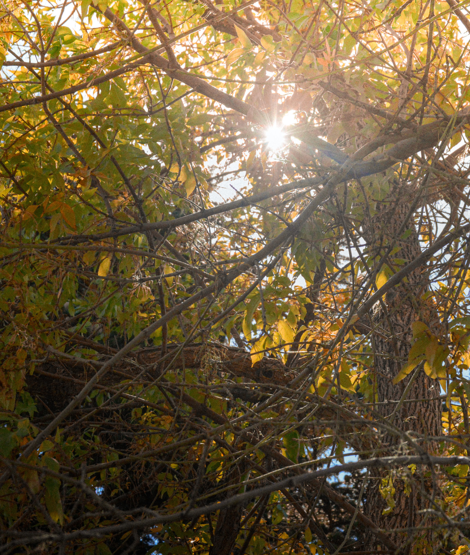 Sunlight breaking through the summer canopy